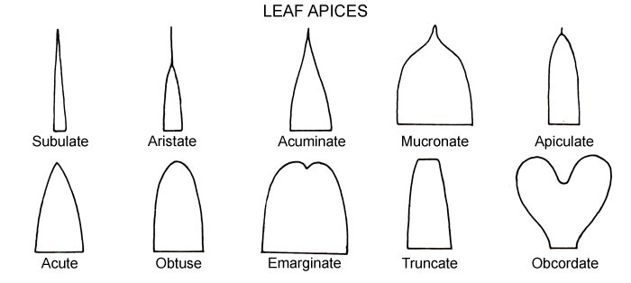 leaf apices